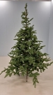 X-mas tree fraser