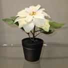 Poinsettia in pot