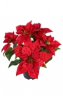 Poinsettia in pot