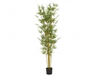 Bamboo in pot