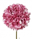 Peony spray
