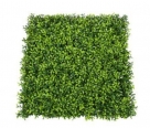 Pittosporum