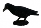Crow