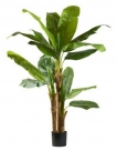 Banana plant