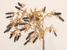 Birch spray