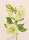 Helleborus