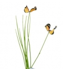 Butterfly grass