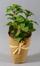 Mint in pot