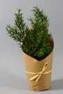 Rosemary in pot