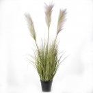 Reed grass