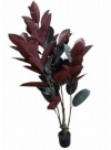 Rubber tree 66lvs