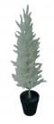 Pine tree in pot