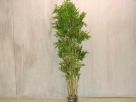Bamboe japanese