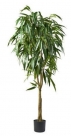 Ficus 392lvs