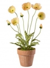 Poppy in pot