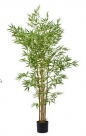 Bamboo tree