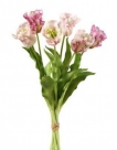 Parrot tulip
