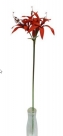 Amaryllis spray x5
