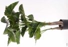 Alocasia calidara