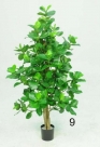 Clusia tree