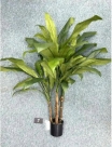 Cordyline tree 44lvs