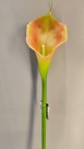 Zantedeschia akela