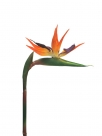 Strelitzia spray s