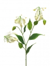 Gloriosa michelle