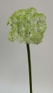 Queen anne spray