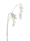 Luriosum spray
