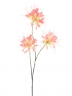Spider flower spray