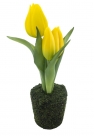 Tulip sally in pot
