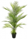 Areca dypsis in pot