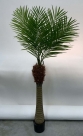 Areca palm maui