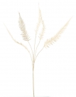 Sword fern spray