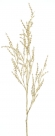 Astilbe spray
