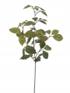 Sala leaf spray