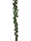 Pinus garland