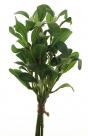 Mistletoe bundle