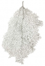 Coral leaf