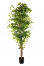 Ficus benjamin tree
