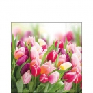 Glorious tulips