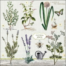 Herbs garden