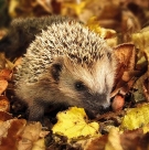 Hedgehog in the wild