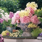 Potted flowers