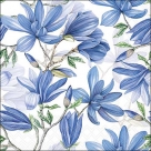 Magnolia acuminata w