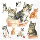 Cute kittens