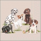 Playing puppies