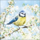 Blossom time