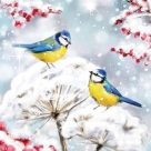Birds in the snow